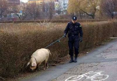 Ищем санкционную свинину