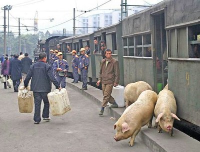 Массовая миграция свиней в мусульманские страны. Говорят - климат там лучше.