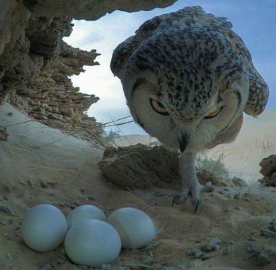 Не трогай яйца!