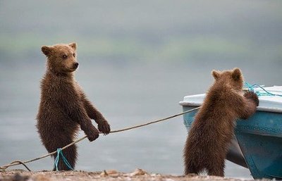 Медвежья услуга