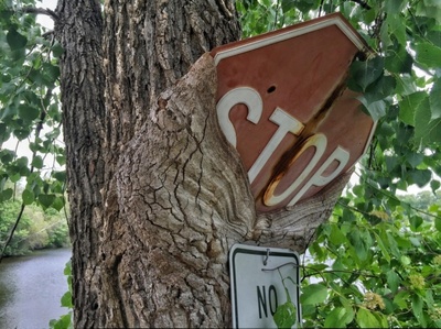 Знак умоляет дерево остановиться, на что дерево дало ответ: "NO".
