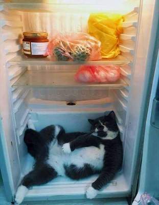 Хозяин, в твоем холодильнике мышь повесилась!