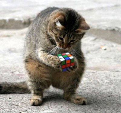 Очень умный кот все проворачивает в голове, но у него лапки...