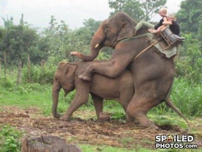 Иван поспорил на то, что сможет поставить слона на дыбы.