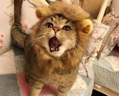 : "Я вам лев или где?!"