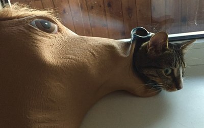 Кот в мешке Троянского коня
