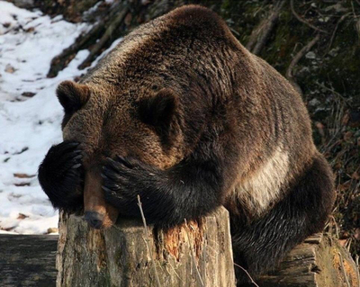 Медведь прячется от Маши