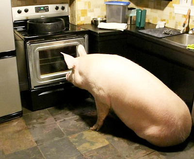 Свинья в иллюминаторе, свинья в иллюминаторе, свинья в иллюминаторе видна
Как свин грустит о матери, как свин грустит о матери 
Грустим мы о свинье - она еда.
