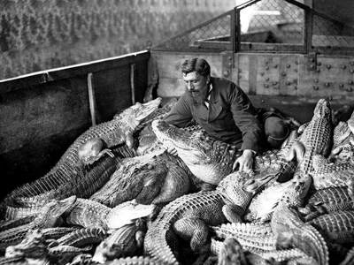  Петрович всегда мечтал о собственном крокодиляриуме.