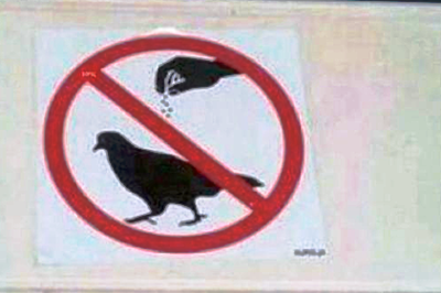 солить голубей запрещается