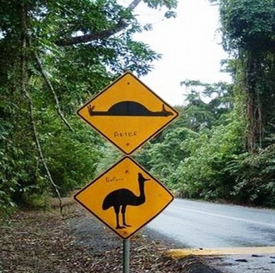  Осторожно! На дороге беременные страусы!
