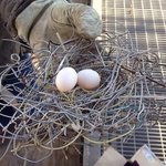 Теперь высиживать яйца станет только Курица, у Орлов - гнездо с электроподогревом.