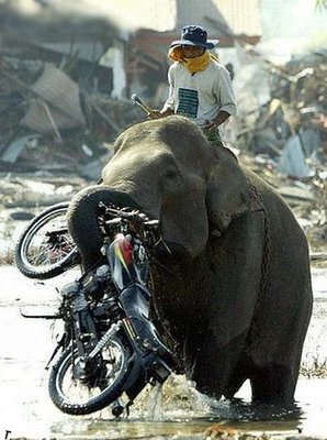 До изобретения мотоколясок мотоциклы были со слонами