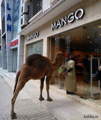 Манго в Mango нет?