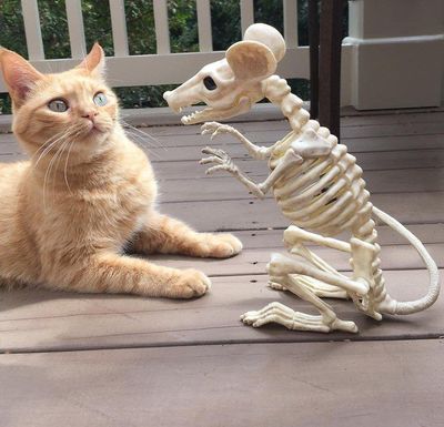 Если кота назвать Рентгеном...
