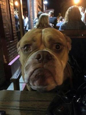 Я слышал в вашем баре наливают " собачье пойло"?