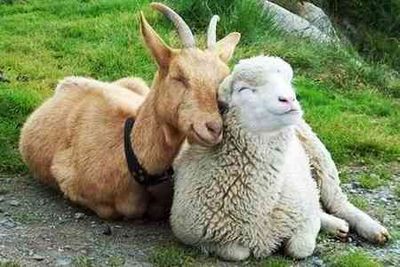 - Мой бывший козёл со своей новой овцой.