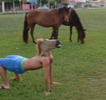 
конь здорового человека и конь наркомана