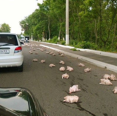 Сегодня столько куриц на дороге!