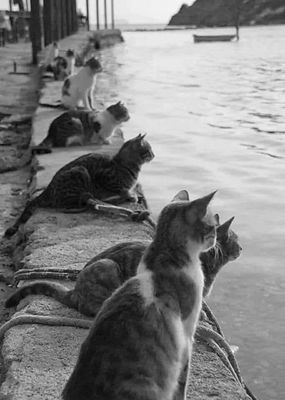 Морские котики.