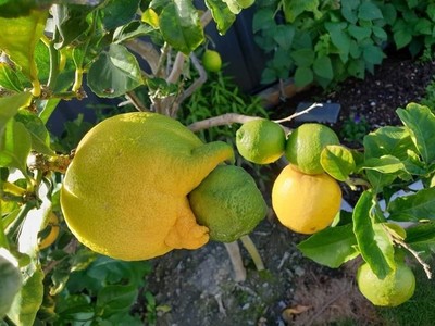 Многодетный лимон 