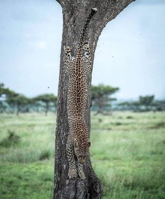 Леопардовое дерево