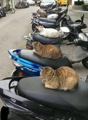 У котиков олигархов свои мотоциклы