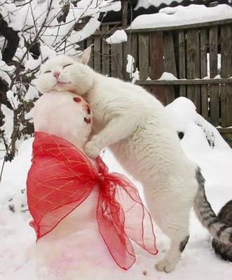 Кот Снежок.