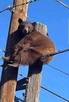 Сотрудники зоопарка сделали электрику медвежью услугу