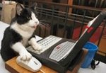Коты завоевывают интернет