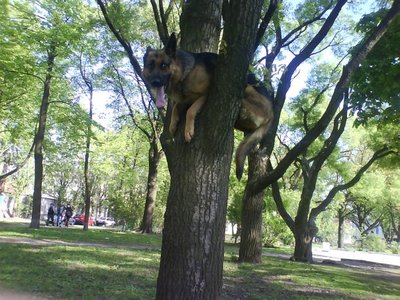 настоящие пожарные собаки  умеют снимать котов с деревьев!!