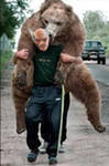 Умные медведи пешком не ходят, их на руках носят...