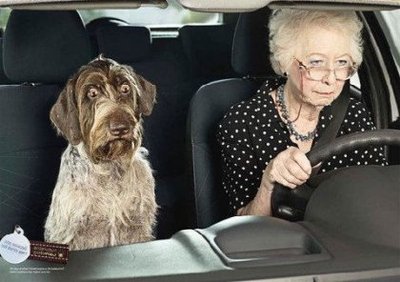 На фото: Бабка и Жучка (спереди), Дедка, внучка и репка (в багажнике)  