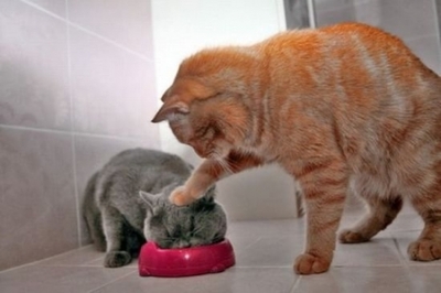 Шеба - так кошки понимают нежность!