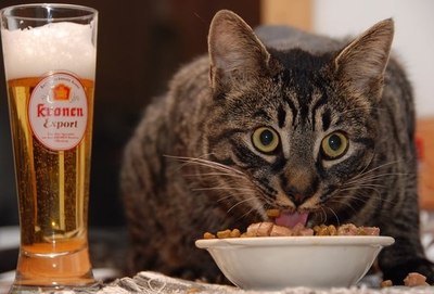 мартовские коты настолько суровы, что при виде кошек отворачиваются, включают телек, наливают себе пиво и болеют за сборную Юар