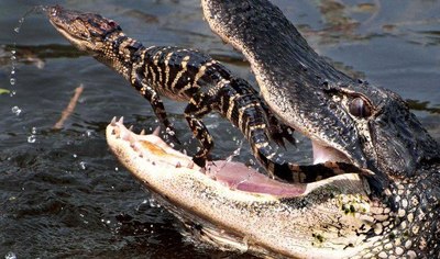 Крокодил крокодилу - друг, товарищ и корм 