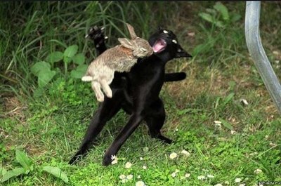 ну это же кролики, у них природа такая.