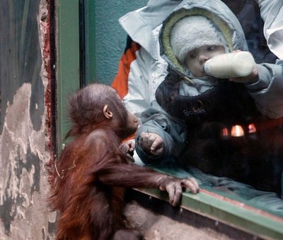 обезьяна за стеклом... мама, а можно мне с ним подружиться? нет? бактерии? животное?? блин, вырасту -  стану ветеринаром, вылечу выживших