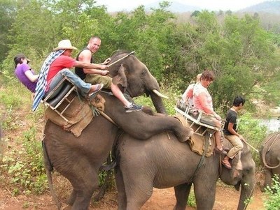 мысли слонихи: "А то, что у меня люди на спине - это меня не еб@т"