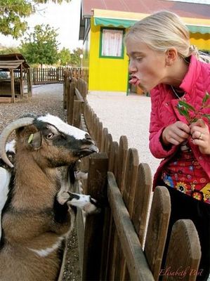У нас в деревне языками владеет любая коза!