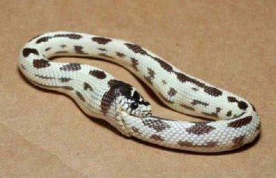 Мышь знала, что есть в мире  нора где змея не сможет её достать