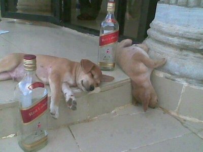 разыскиваются два алкоголика, которые спивают маленьких щенят