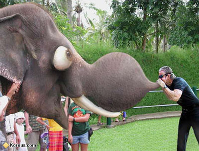 Настоящий ветеринар знает, как лечить слону запор!