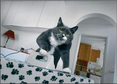 у Куклачева все коты самостоятельные, они умеют не только пользоваться туалетной бумагой, но еще и гладить ее после себя...