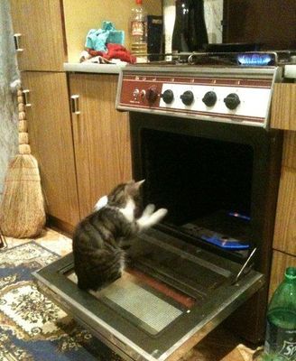 Домашний крематорий для кошек.