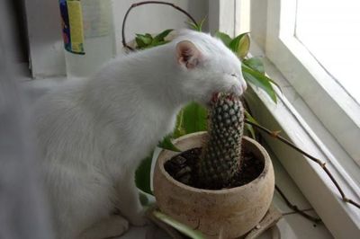 Кот плакал, но жрал кактус который кто-то облил валерьянкой.