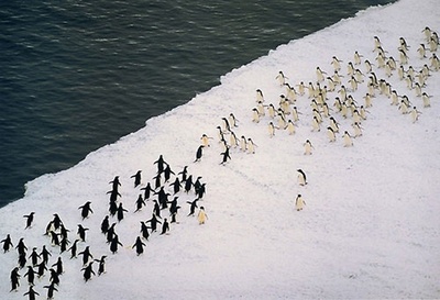 В Антарктиде зафиксированны межрассовые столкновения.
