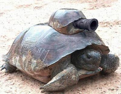 арабская черепаха сдаёт комнату с видом на Америку.