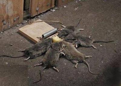 Семейный ужин у мышей закончился трагедией.