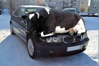 Ты что разлеглась, как корова?  Садись за руль!